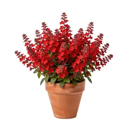 Scarlet lychnis