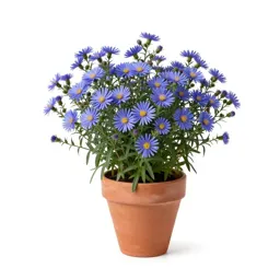 Sea aster