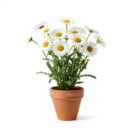 Shasta daisy