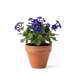 Shortia