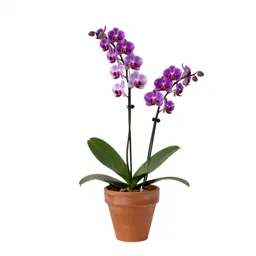 Showy orchis