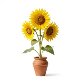 Showy sunflower