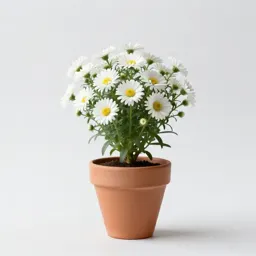 Small white aster