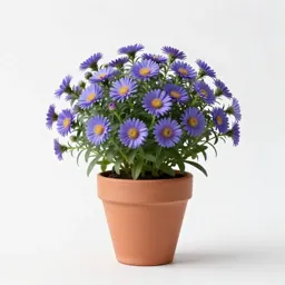 Smooth aster