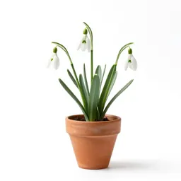 Snowdrop anemone