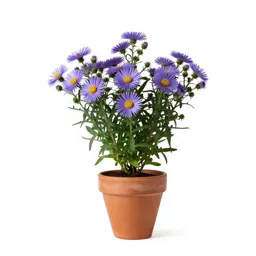 Southern aster