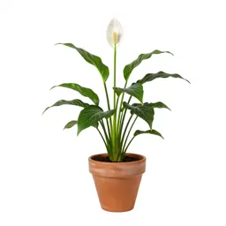 Spathiphyllum