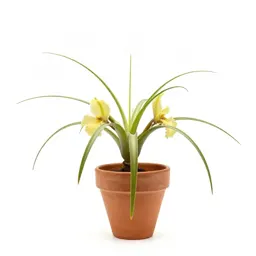 Spider orchid