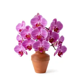 Spreading pogonia