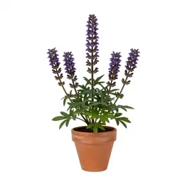 Spurred gentian