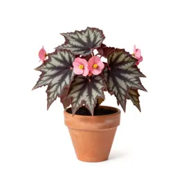 Star begonia