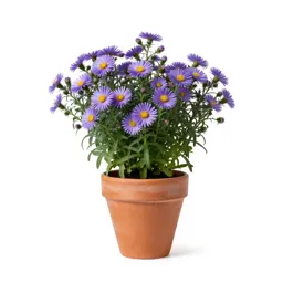 Starved aster