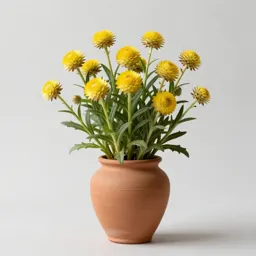 Strawflower