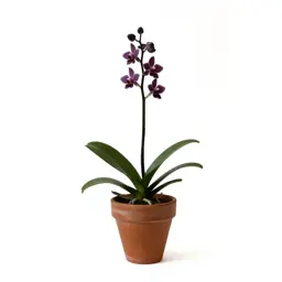 Stream orchid