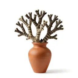Striped coral root