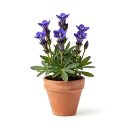 Striped gentian