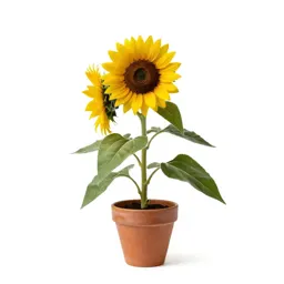 Swamp sunflower