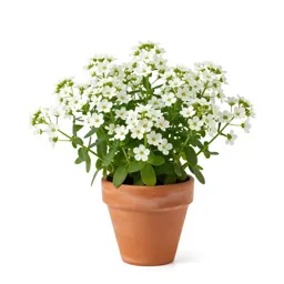 Sweet alyssum