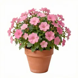 Sweet William