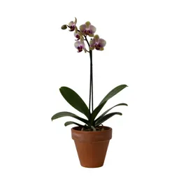 Tangle orchid