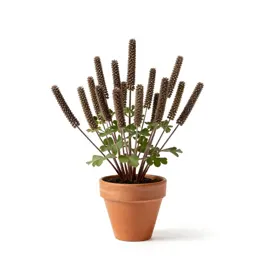 Thimbleweed
