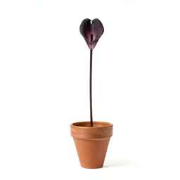 Tongueflower