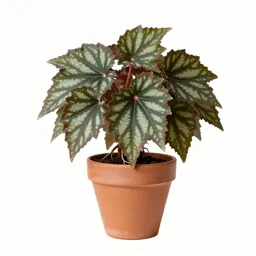 Tuberous begonia