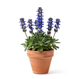 Tufted gentian