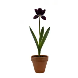 Tulip orchid