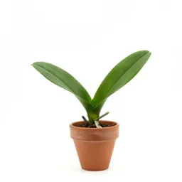 Twayblade