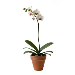 Vanilla orchid