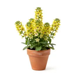 Wandflower