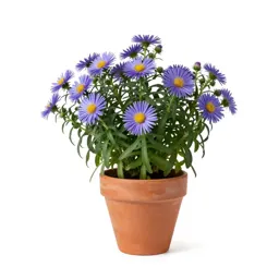 Wavy-leaved aster