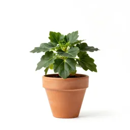 Wax begonia