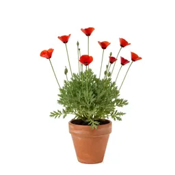 Western poppy