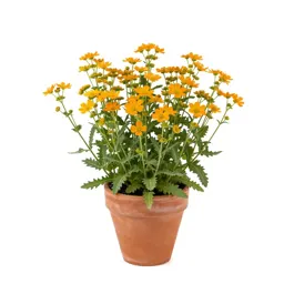 Western wall flower