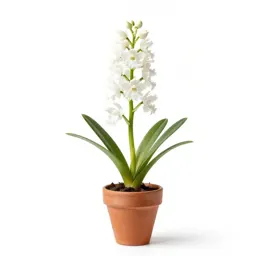 White fringed orchis