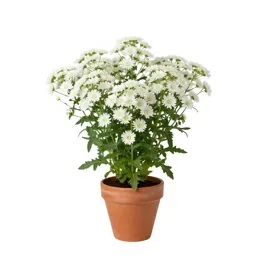 White prairie aster
