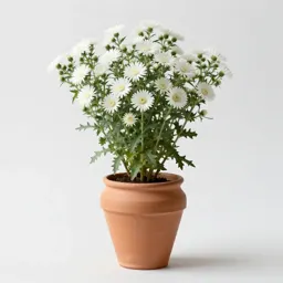 White-topped aster