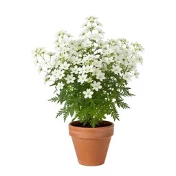 White wood aster