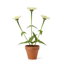 White zinnia