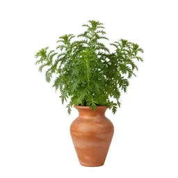 Whorled aster