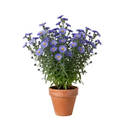 Willow aster