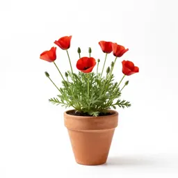 Wind poppy