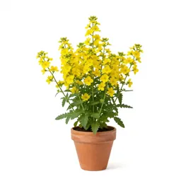 Wingstem