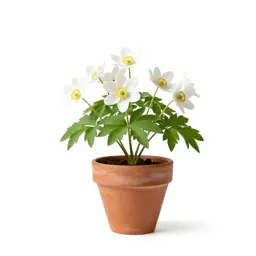 Wood anemone