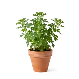 Xeranthemum