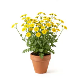 Yellow chamomile