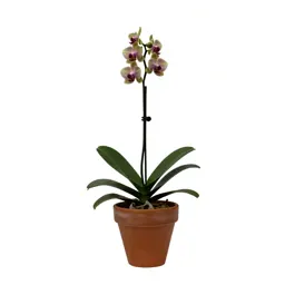 Aerides