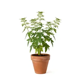 Ageratum